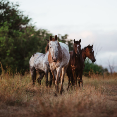 Wild brumbies outback