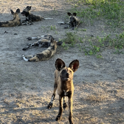 African wild dogs Botswana