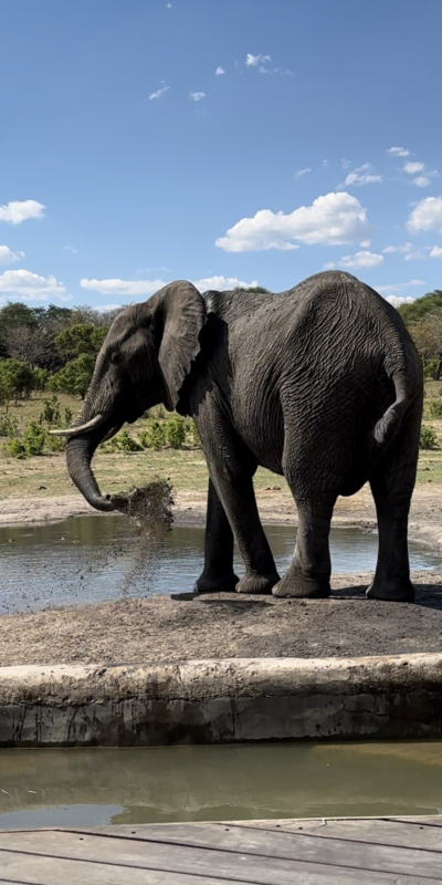 African Elephant in Zimbabwe