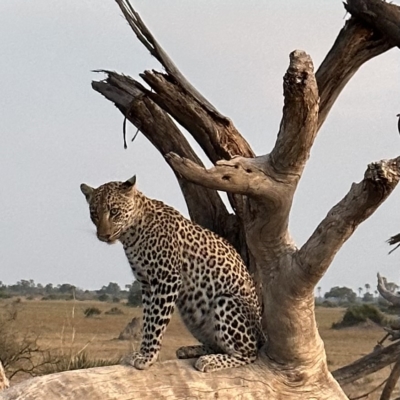 African wildlife leopard in Botswana