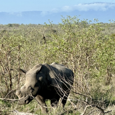 African black rhino in Kruger