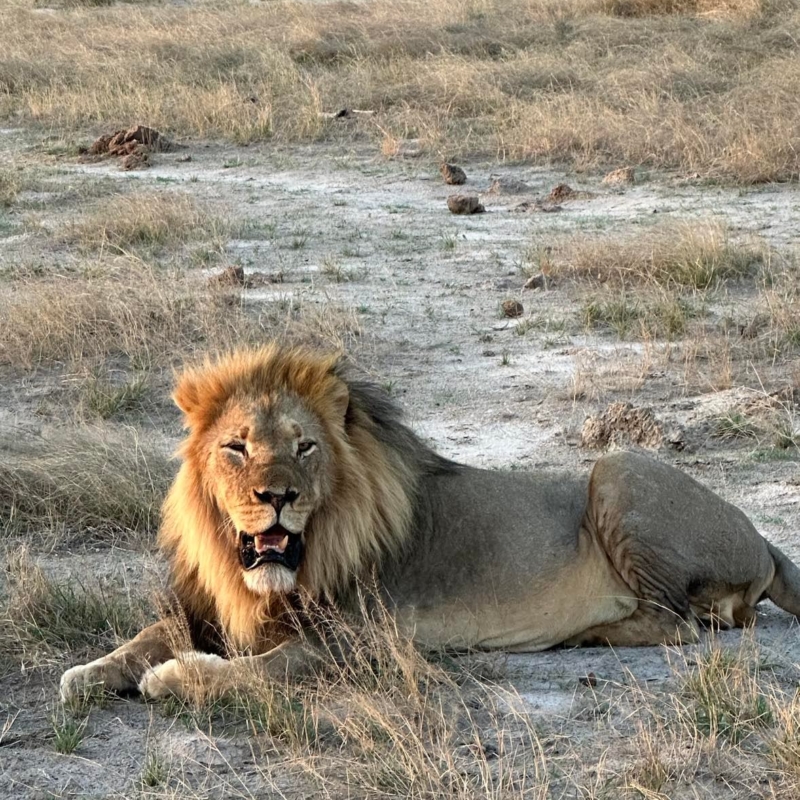 African lions Zimbabwe